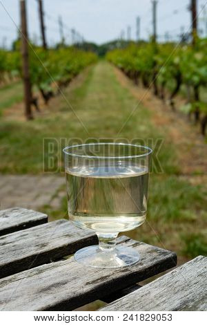 Dutch Winery, White Wine Tasting On Vineyard In Brabant On Outside Terrace