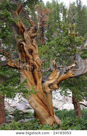 สน bristlecone