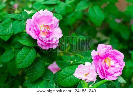 Beautiful Purple Wild Rose Flower In Garden.