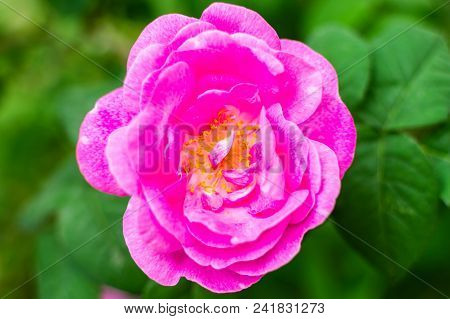 Beautiful Purple Wild Rose Flower In Garden.