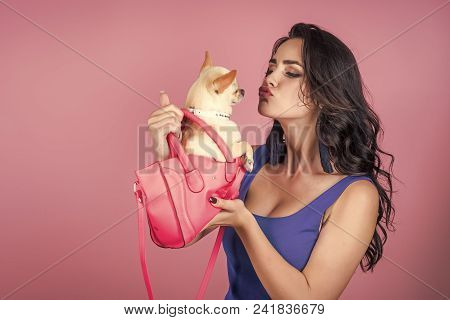 Sexy Woman. Woman Owner Kiss Chihuahua Dog In Pink Bag. Girl With Long Brunette Hair In Blue Dress W