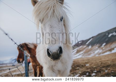 Close-up View Of Beautiful White Icelandic Horse Looking At Camera, Snaefellsnes, Iceland