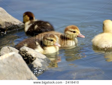 Canetons nager au soleil.