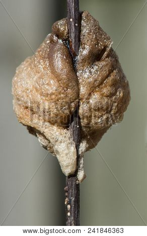 Close Up Rear View Of A Light Brown Praying Mantis Nest Stuck On A Dark Brown Twig.  The Background 