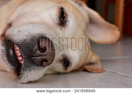 Cute White Labrador Retriever Dog Is Lying On The Floor At Home/ Funny Animals/ Silly Face