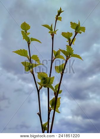 Young Birch Twigs On The Background Of A Cloudy Sky.