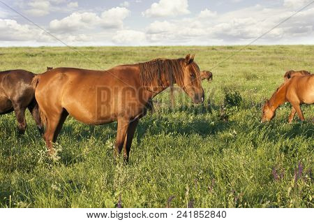 A Herd Of Wild Horses Shown On Water Island In Atmospheric Rostov State Reserve