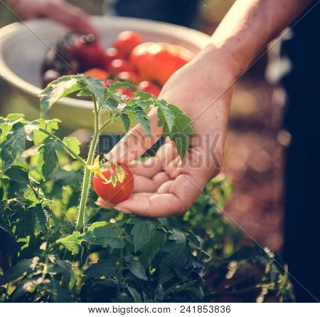 Farmer picking a fresh tomato