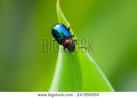 Closeup Macro Shot Ladybug With Green Background