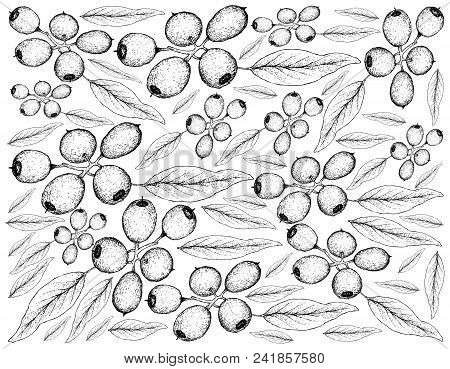 Tropical Fruits, Illustration Wall-paper Of Hand Drawn Sketch Fresh Red And Sweet Cleistocalyx Operc