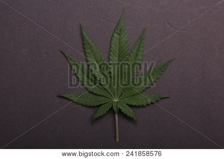 Marijuana Leaf. Marijuana Leaf isolated on black background. Nine Finger Female Marijuana Leaf isolated