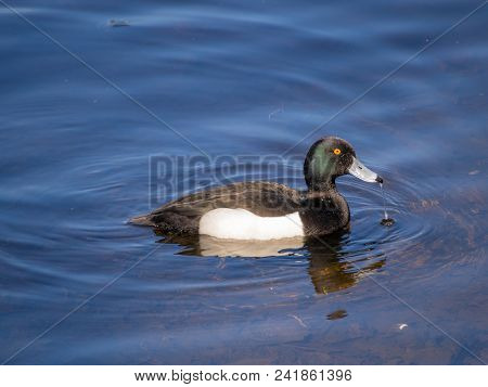 Portrait Of A Duck Swimming In Blue Water (aythya Fuligula)