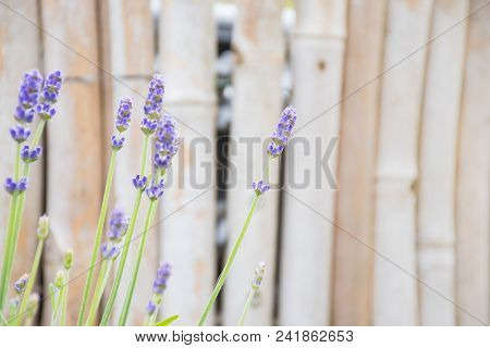 Soft Focus Lavender Flower Blossoms And Growing In Pot, Plant In Summer Garden With Background Blurr