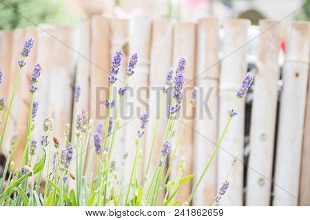 Soft Focus Lavender Flower Blossoms And Growing In Pot, Plant In Summer Garden With Background Blurr