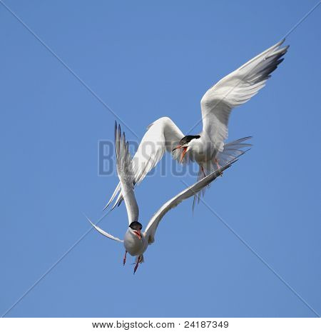 Ortak sumru (sterna Hirundo) Flight.