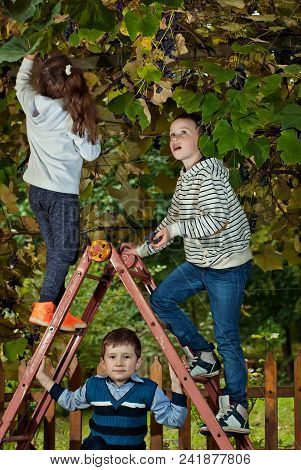 Children Tear Grapes In The Fall