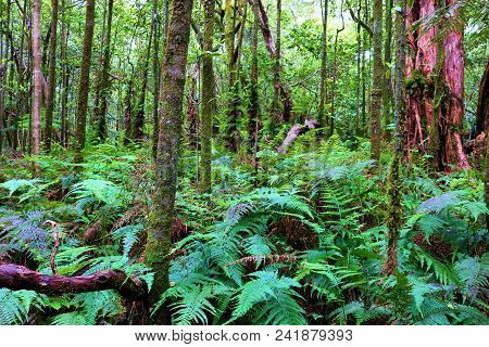 Lush Green Trees Surrounding Fern Plants On The Woodland Floor Taken At A Tropical Rain Forest In Th