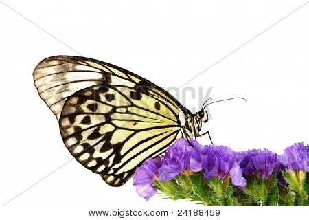 ความคิด leuconoe
