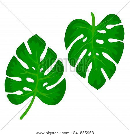 Tropical Green Leaves Of Monstera Plant Isolated On White Bacjground. Tropical Exotic Jungle Design 