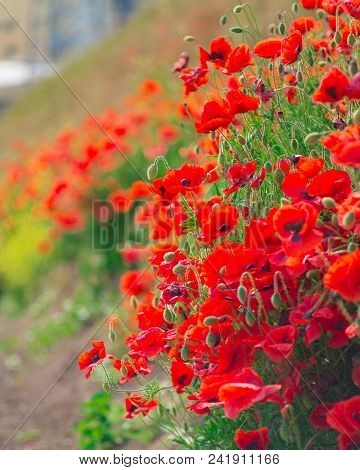 Remembrance Day, Anzac Day, Serenity. Opium Poppy, Botanical Plant, Ecology. Poppy Flower Field, Har