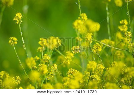 Beautiful Flower Of The Rapeseed Closeup On A Blurred Background, Selective Focus.
