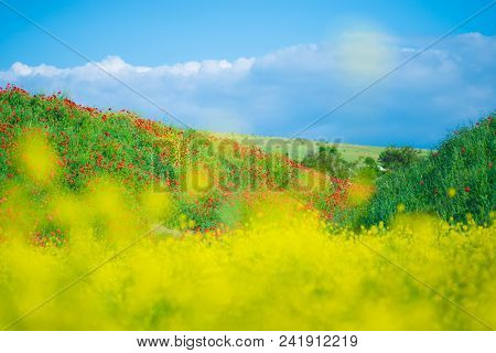 Beautiful Flower Of The Rapeseed Closeup On A Blurred Poppies Background, Selective Focus.