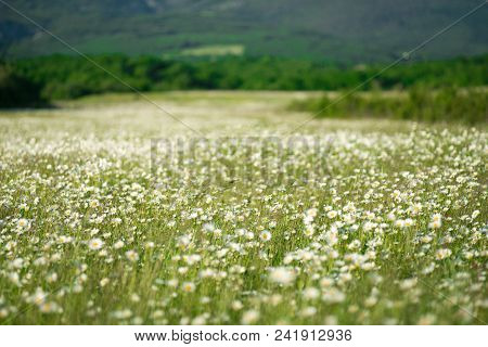 Chamomile Flowers Field Wide Background In Sun Light. Summer Daisies. Beautiful Nature Scene With Bl
