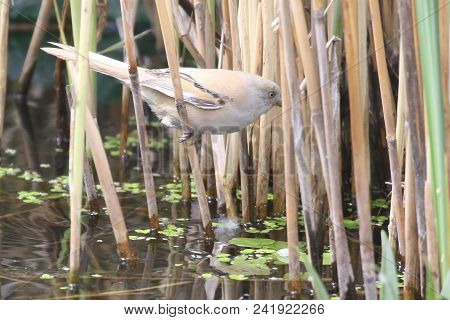 Beraded Tit Female In Natural Habitat.
Female  Bearded Tit  Perched On Reeds.