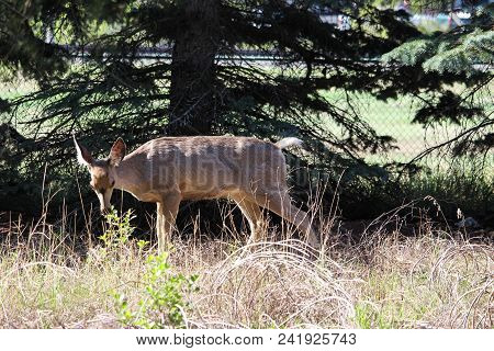 Browsing Mule Deer Yearling In Yard Eating
