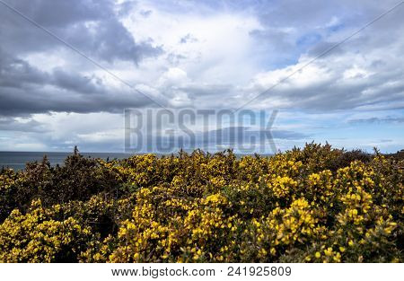 Bromm Flowers Close-up With The Irish Sea In Background.