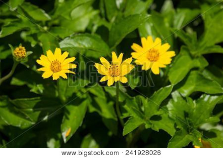 Closeup Small Singapore Daisy Flower