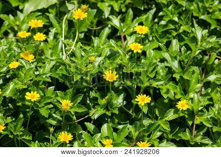 Closeup Small Singapore Daisy Flower