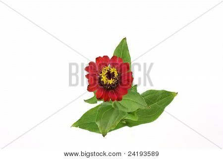 ดอกไม้สีแดง (helenium Autumnale)
