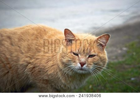 Portrait Of A Happy Red Cat Cllose-up