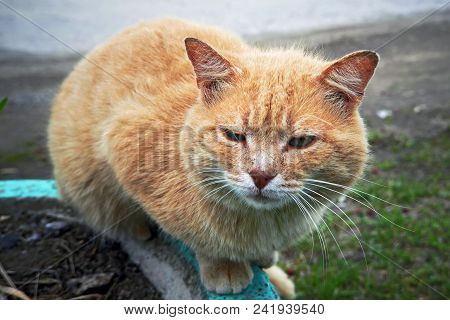 Portrait Of A Happy Red Cat Cllose-up