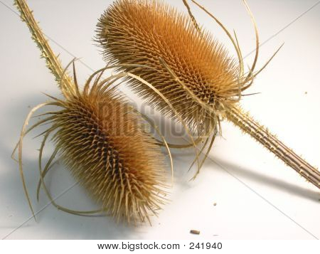 말린된 엉 겅 퀴 머리