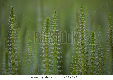 Mare's Tail Aquatic Plant