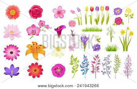 Set Of Different Flowers, Color Vector Illustration Isolated On White, Bunches Of Jasmine And Tulips