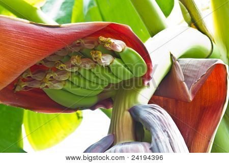 Unripe Banana Fruit