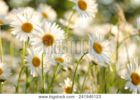Daisies spring meadow flower Nature background flower Nature background Nature flower Nature field Nature background flower Nature flower background Nature flower sunset Nature flower Daisy sunrise flower Nature background flower Nature background flower.