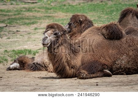 Bactrian Camel (camelus Bactrianus) Resting On The Ground. Two Humps Bactrian Camel