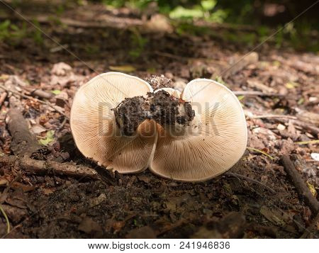 Close Up White Cap St George's Mushroom - Calocybe Gambosa