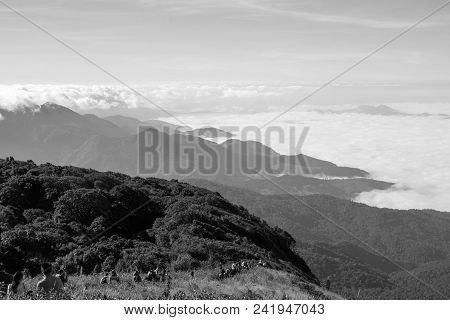 Jomthong, Chiang Mai, Thailand 3 Dec 2017 Many People Come To Nature. Walking Along The Mountain Tra