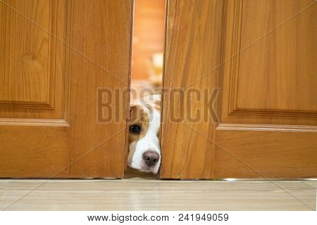 Brown Ears Beagle Dog Is Trying To Get Out From Living Room Waiting For Owner To Open The Door