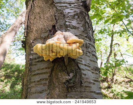 Close Up Chicken Of The Woods, Sulphur Shelf On Bark - Laetiporus Sulphureus