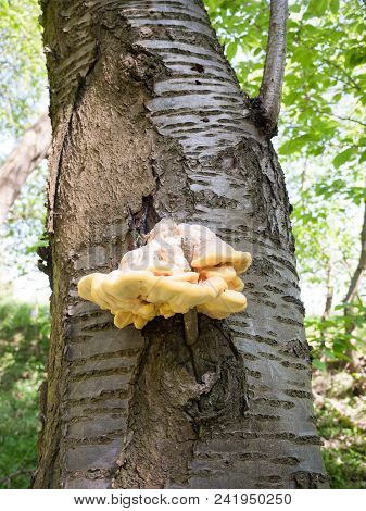 Close Up Chicken Of The Woods, Sulphur Shelf On Bark - Laetiporus Sulphureus