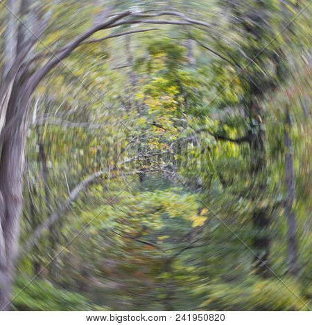 Camera Rotation Creates A Horizontal Whirlwind Sensation In A Woodland Scene.