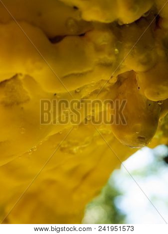 Close Up Chicken Of The Woods, Sulphur Shelf On Bark - Laetiporus Sulphureus Dew Macro