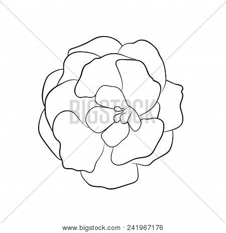 Vector Illustration, Isolated Gloxinia Flower In Black And White Colors, Outline Hand Painted Drawin