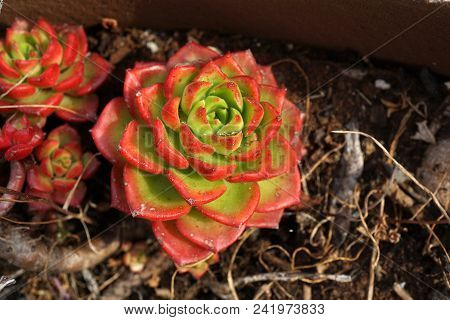 Succulent Plant With Green And Red Leaves-aeonium